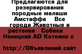 Предлагаются для резервирования породные малаши Амстаффа  - Все города Животные и растения » Собаки   . Ненецкий АО,Коткино с.
